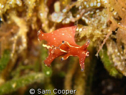 Taken on a night dive in Port Phillip Bay Victoria by Sam Cooper 